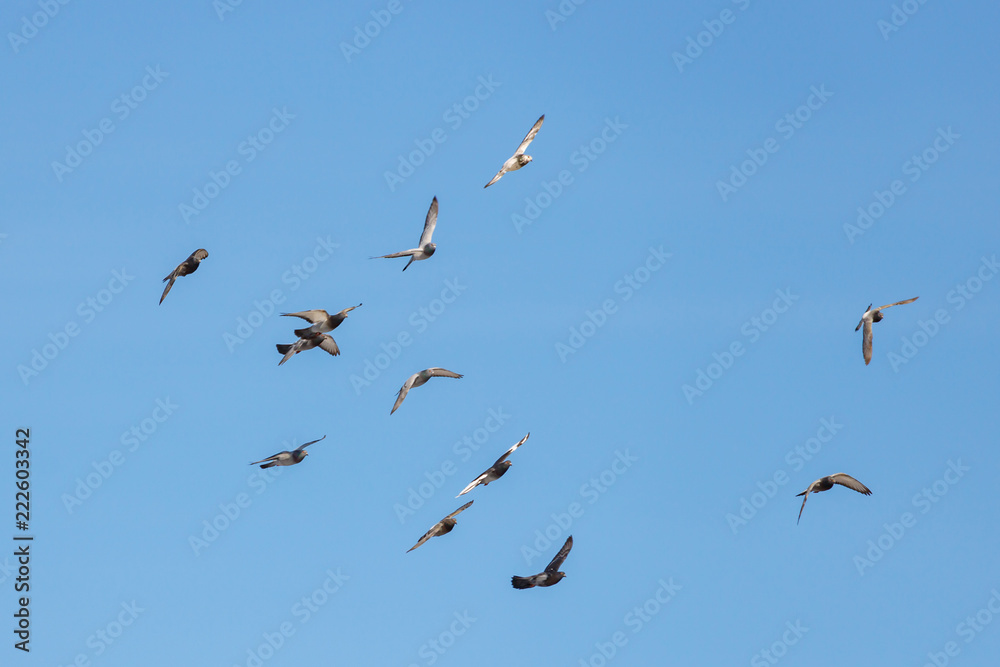 Flock of flying wild pigeons on a blue sky background