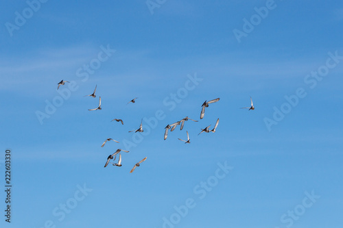 Flock of flying pigeons against the blue sky