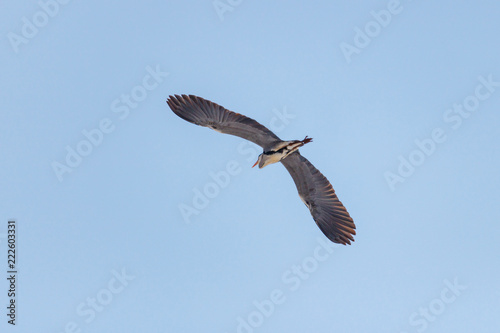 Flying heron on a blue sky background at sunny day