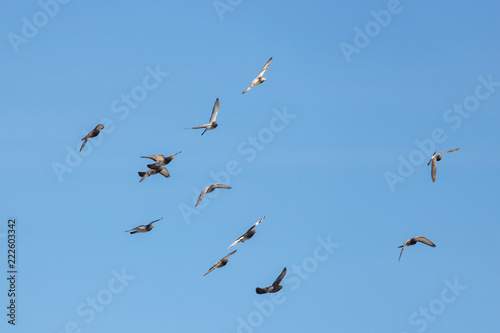 Flock of flying wild pigeons on a blue sky background