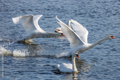 Two white swans take off from river surface at sunny day