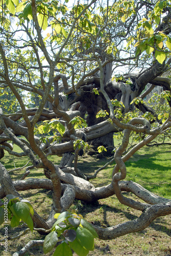 Ville de Vernon, Catalpa, arbre bicentenaire, parc du Château de Bizy, département de l'Eure, Normandie, France