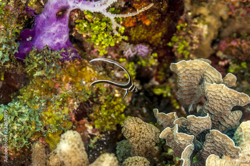 spotted drum or spotted ribbonfish,Equetus punctatus, photo