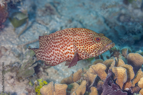 Caribbean coral reef,coney grouper
