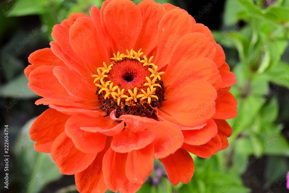 Gerbera Gerbera