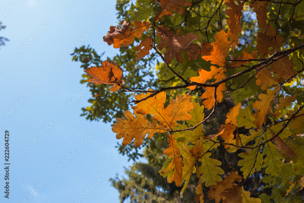 autumn oak leaves on the sky background autumn oak leaves on the sky background