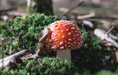 Toxic mushrooms in nature