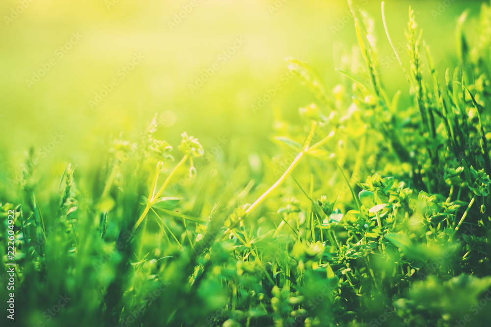Green grass background with copy space. Nature sunlight Green grass background with copy space. Nature sunlight