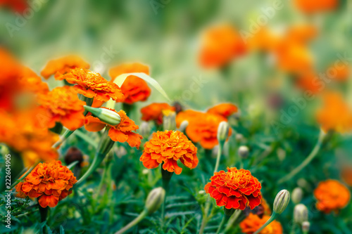 Marigold (Tagetes) orange flowers in summer © iryna1