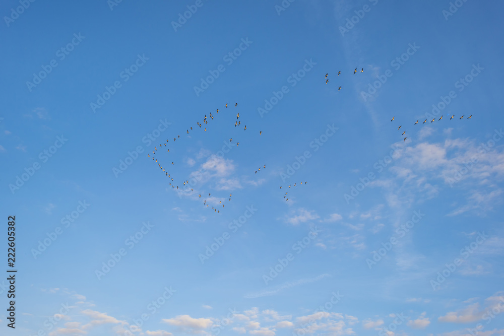 Geese flying in a blue cloudy sky in sunlight in summer Geese flying in a blue cloudy sky in sunlight in summer