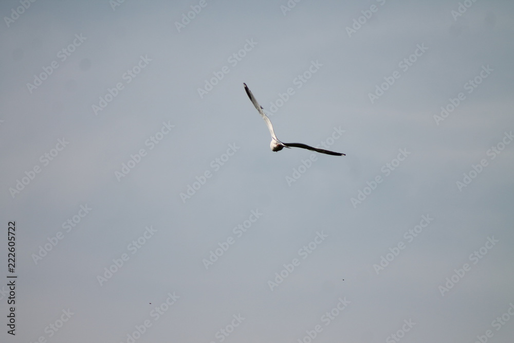 seagull in flight seagull in flight