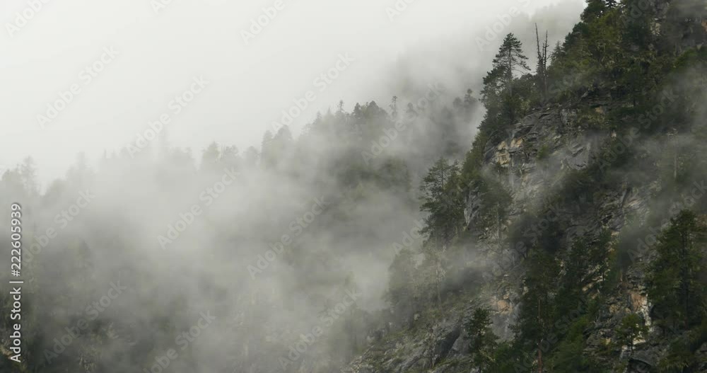 4k mountain mist rising in the morning,fog pine trees,such as wonderland.Bomi County in tibet,the largest precipitation area in China. 4k mountain mist rising in the morning,fog pine trees,such as wonderland.Bomi County in tibet,the largest precipitation area in China.
