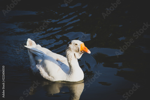 African White Goose swimming on a lake in Brussels