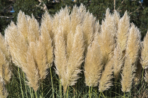 Pampus grass with a sheen from the evening sunshine photo