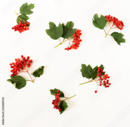 Autumn background pattern. branches of red viburnum on white background. top view. copy space