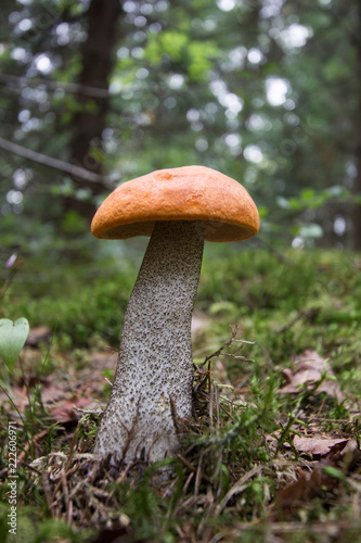 A beautiful Orange Birch Bolete mushroom (Leccinum versipelle)