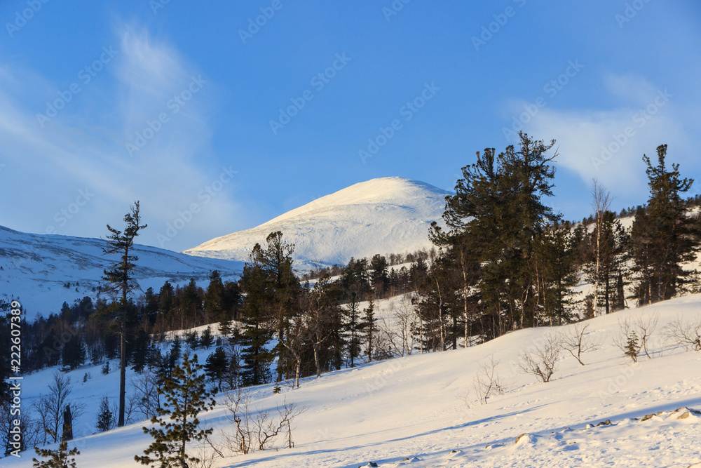 landscape with trees and mountains in winter