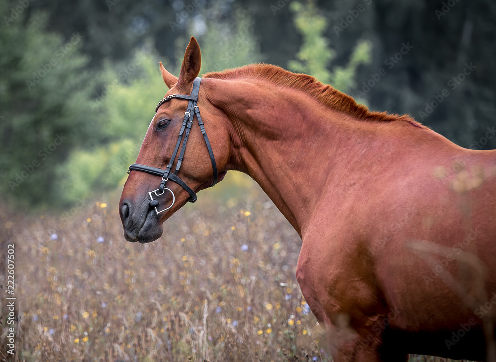 Obraz Beautiful red-haired horse posing against a background of green foliage