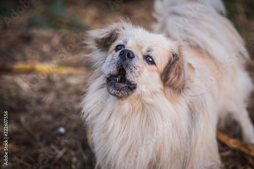 Pekingese dog walks in the garden