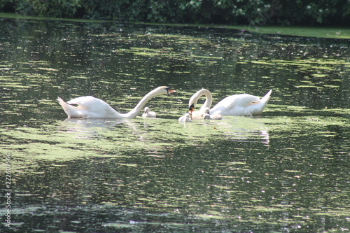 Swan family