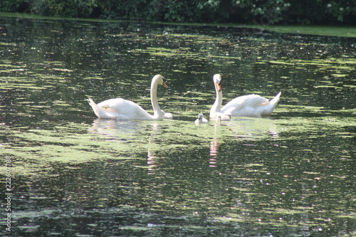 Swan family