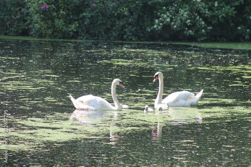 Swan family