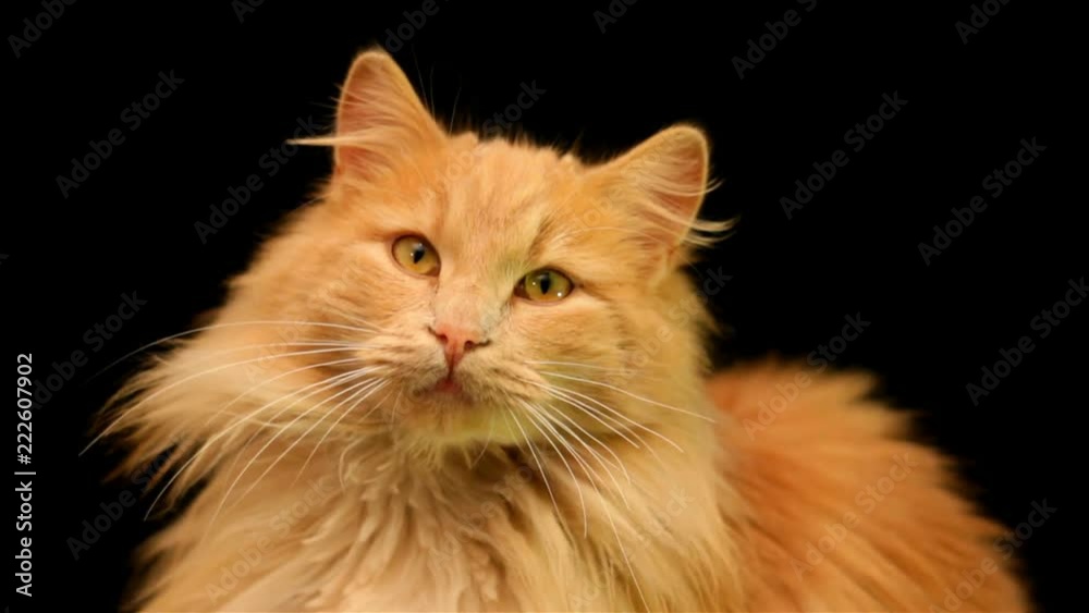 Blurry cat view focuses watching in camera. Cute orange cat shoot in black studio, blinking with eyes sharping the view. Static long shoot. Blurry cat view focuses watching in camera. Cute orange cat shoot in black studio, blinking with eyes sharping the view. Static long shoot.