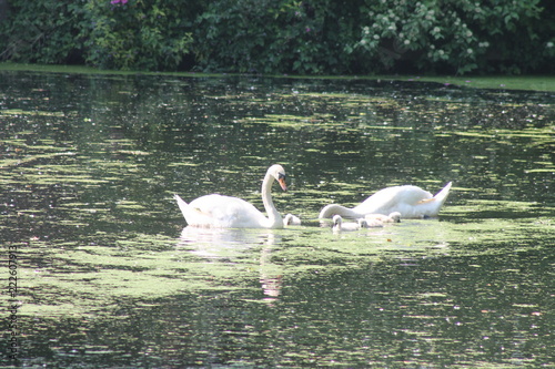Swan family