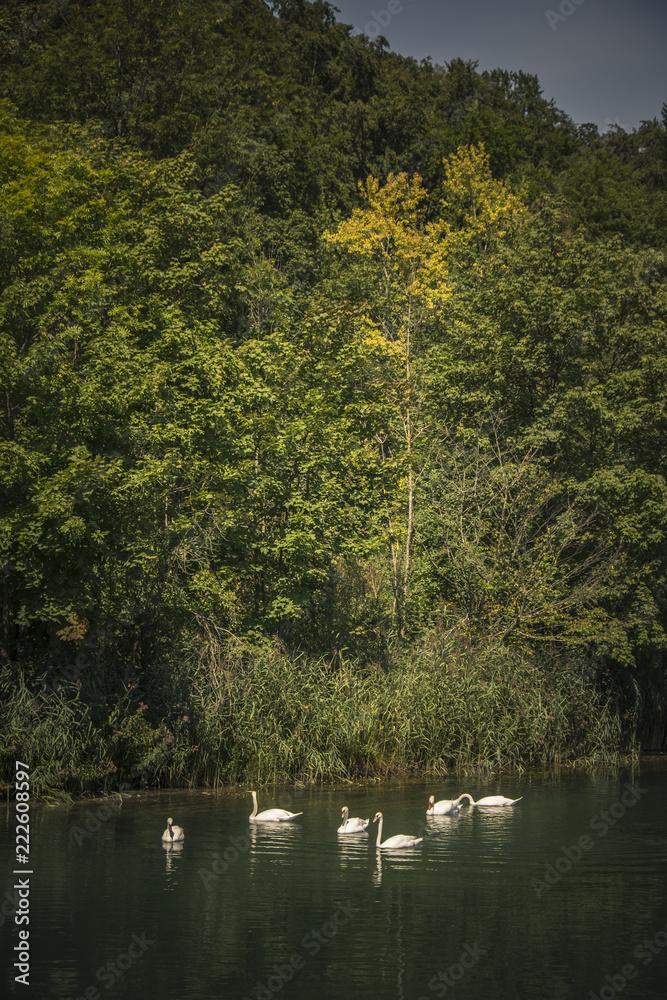 Höckerschwäne (Cygnus olor) Isarkanal bei Buchenhain Höckerschwäne (Cygnus olor) Isarkanal bei Buchenhain