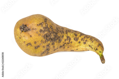 Boring trace of a codling moth Cydia Pomonella, in a wormy pear. On white background. photo