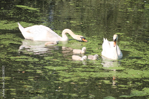 Swan family