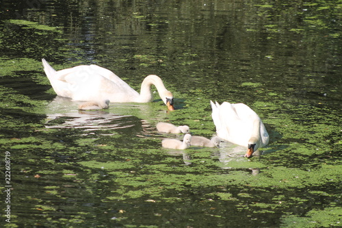Swan family