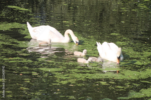 Swan family