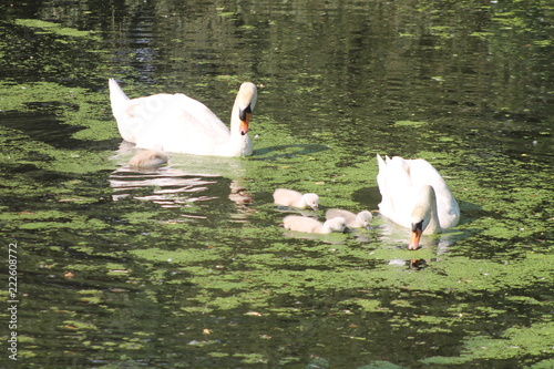 Swan family