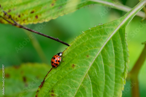 Ladybug climbs on the edge of a green leaf