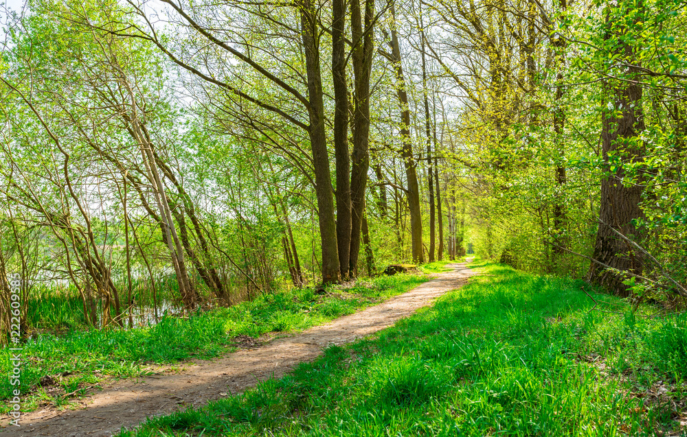 Idyllic spring nature with track along trees allee at springtime Idyllic spring nature with track along trees allee at springtime