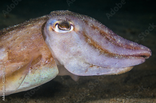 Common Cuttlefish (Sepia vermiculata) underwater close up of animals' head, side view. photo