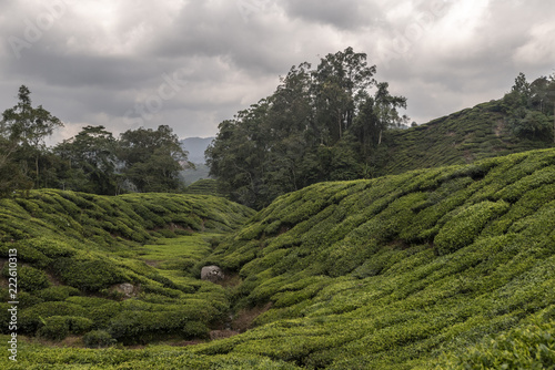 Broad Sunlit Tea Plantations, Cameron Highlands, Malaysia