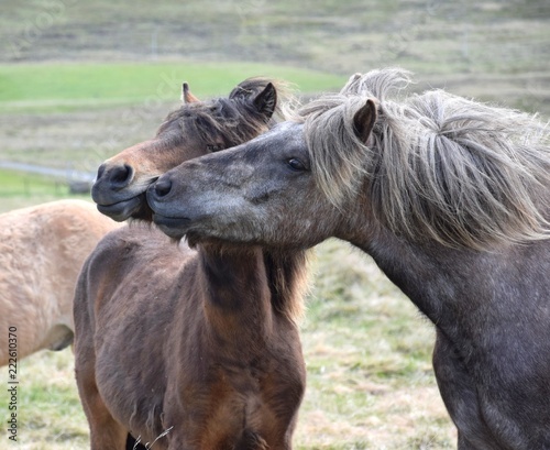 Icelandic horse teasing his friend © Susanne Fritzsche
