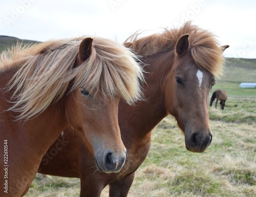 Two Icelandic horses. Chestnut and flaxen chestnut