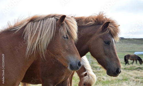Fototapeta Naklejka Na Ścianę i Meble -  Two Icelandic horses. Chestnut and flaxen chestnut