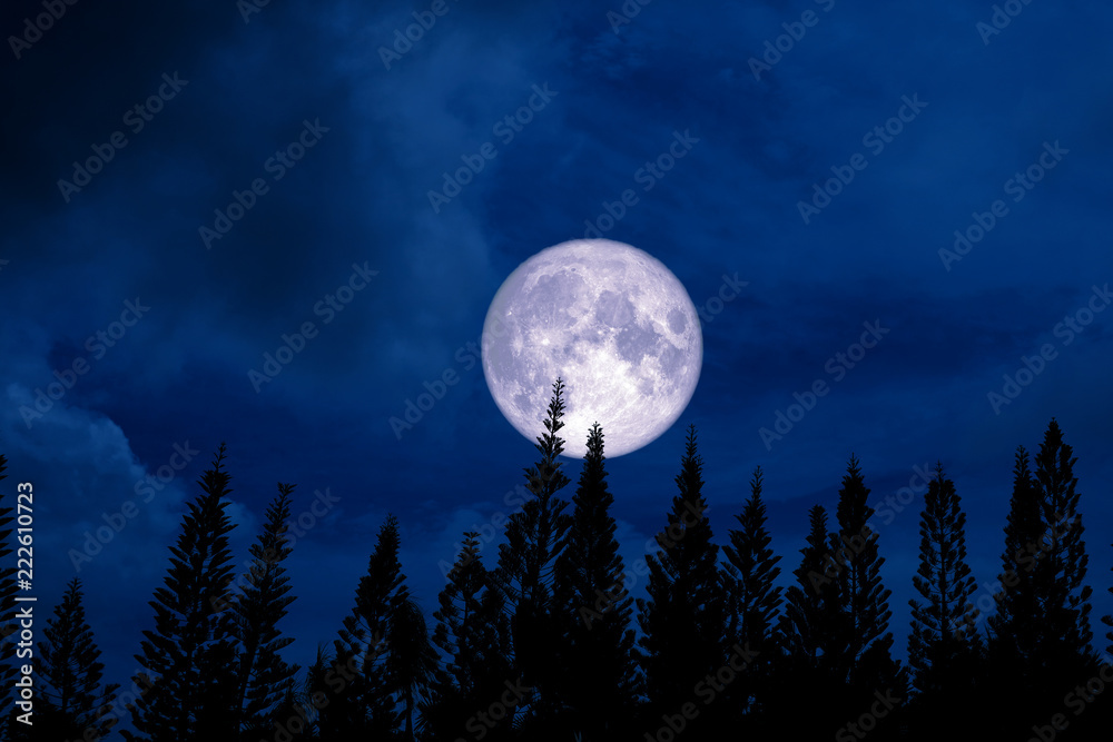 Fototapeta premium full moon back silhouette pine in dark night sky