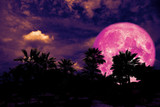 full pink moon back silhouette palm tree in dark night heap cloud