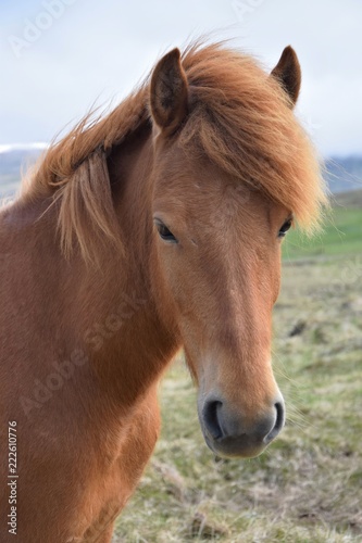 Portrait of an Icelandic horse, chestnut. © Susanne Fritzsche