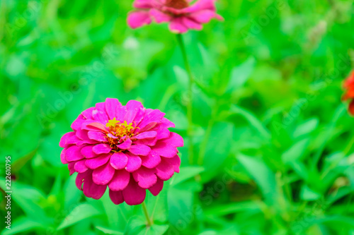 Zinnia flower blooming in garden green grass background