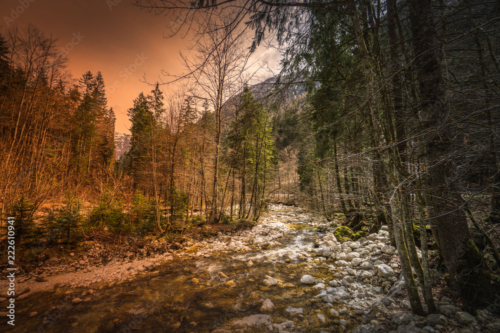 Fototapeta premium road in the forest