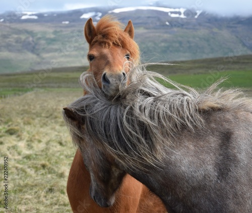 Cute Icelandic horse looking over his friend