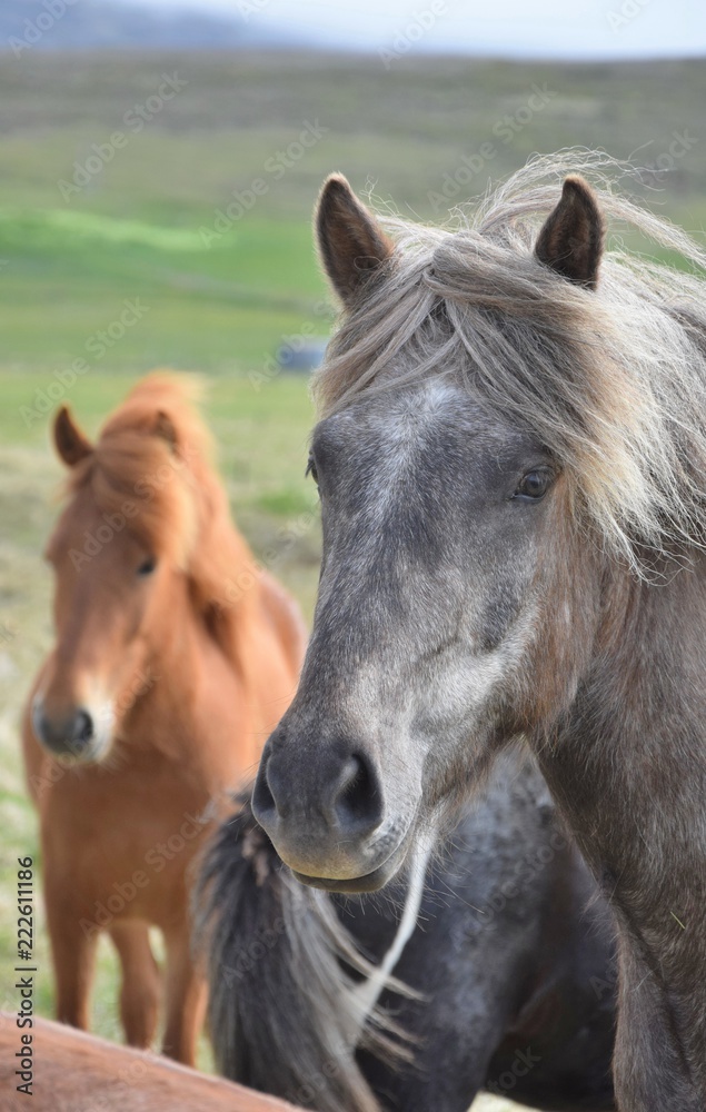 Obraz premium Portrait of an Icelandic horse, gray