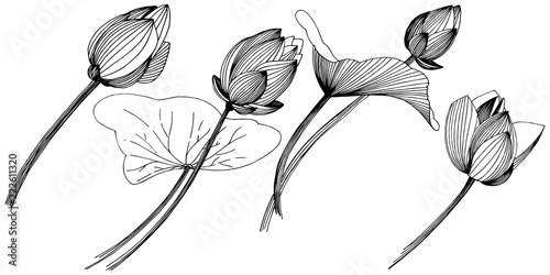 Lotus flower in a vector style isolated. Isolated illustration element. Full name of the plant: lotus. Vector flower for background, texture, wrapper pattern, frame or border.