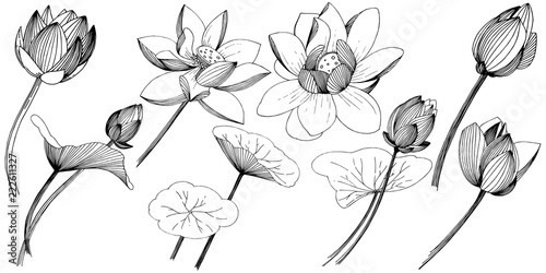 Lotus flower in a vector style isolated. Isolated illustration element. Full name of the plant: lotus. Vector flower for background, texture, wrapper pattern, frame or border.
